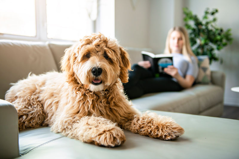 Campeau Heating in Sudbury, Ontario, offers 5 tips for improving your indoor air quality with pets.